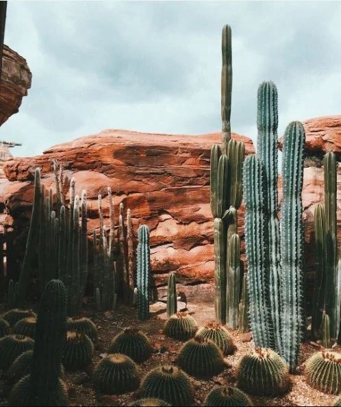 The meme features a photo of a large, sprawling cactus garden in the desert, with multiple towering cacti and smaller, rounder ones in the foreground. The image is captioned "When you're trying to be a good friend, but your cactus is a total [insert insult here]".